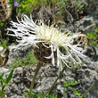 Blütenfoto Centaurea scabiosa