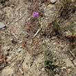 Habitusfoto Centaurea scabiosa subsp. grinensis