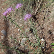 Habitusfoto Centaurea stoebe