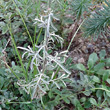 Blätterfoto Centaurea stoebe