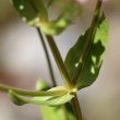 Blätterfoto Centaurium erythraea