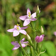 Blütenfoto Centaurium erythraea