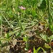 Habitusfoto Centaurium pulchellum