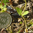 Blätterfoto Centaurium pulchellum
