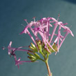 Blütenfoto Centranthus angustifolius