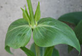 Blätterfoto Centranthus ruber