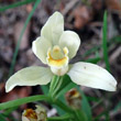 Blütenfoto Cephalanthera damasonium