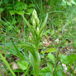 Foto der Jungpflanze Cephalanthera damasonium
