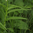 Blätterfoto Cephalanthera longifolia