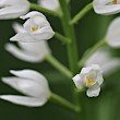 Blütenfoto Cephalanthera longifolia