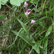 Habitusfoto Cephalanthera rubra