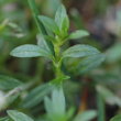 Blätterfoto Cerastium arvense ssp. strictum