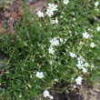 Habitusfoto Cerastium arvense ssp. strictum