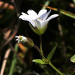 Blütenfoto Cerastium cerastoides