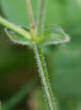 Stängel-/Stammfoto Cerastium fontanum subsp. vulgare