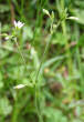 Habitusfoto Cerastium fontanum subsp. vulgare