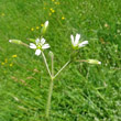 Blütenfoto Cerastium fontanum subsp. vulgare