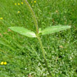 Blätterfoto Cerastium fontanum subsp. vulgare
