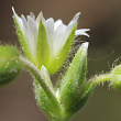 Foto Kelch Cerastium fontanum subsp. vulgare