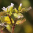 Blütenfoto Cerastium glomeratum