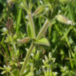 Blätterfoto Cerastium glomeratum