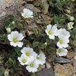 Portraitfoto Cerastium latifolium