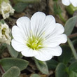 Blütenfoto Cerastium latifolium