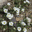 Habitusfoto Cerastium latifolium