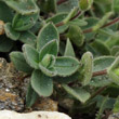 Blätterfoto Cerastium latifolium
