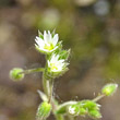 Blütenfoto Cerastium semidecandrum