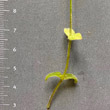 Blätterfoto Cerastium semidecandrum