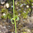 Stängel-/Stammfoto Cerastium semidecandrum