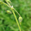 Fruchtfoto Cerastium semidecandrum
