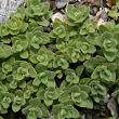 Blätterfoto Cerastium uniflorum
