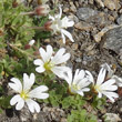 Blütenfoto Cerastium uniflorum