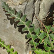Blätterfoto Ceterach officinarum