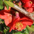Blütenfoto Chaenomeles japonica