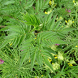 Blätterfoto Chaerophyllum aureum
