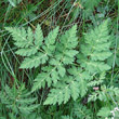 Blätterfoto Chaerophyllum villarsii