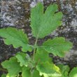 Blätterfoto Chelidonium majus