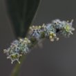Blütenfoto Chenopodium album
