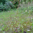 Habitusfoto Chenopodium polyspermum