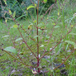 Stängel-/Stammfoto Chenopodium polyspermum