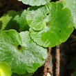 Blätterfoto Chrysosplenium alternifolium