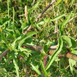 Blätterfoto Cichorium intybus