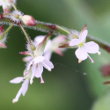 Blütenfoto Circaea lutetiana