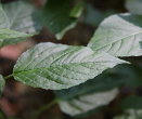 Blätterfoto Circaea lutetiana