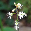 Blütenfoto Circaea x intermedia