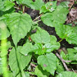 Blätterfoto Circaea x intermedia