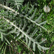 Blätterfoto Cirsium eriophorum